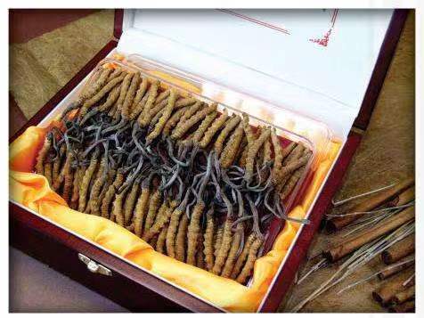 博野冬虫夏草回收